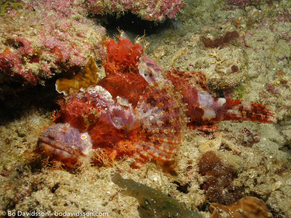 BD-060411-Moalboal-4100899-Scorpaenopsis-oxycephala-(Bleeker.-1849)-[Caledonian-devilfish].jpg